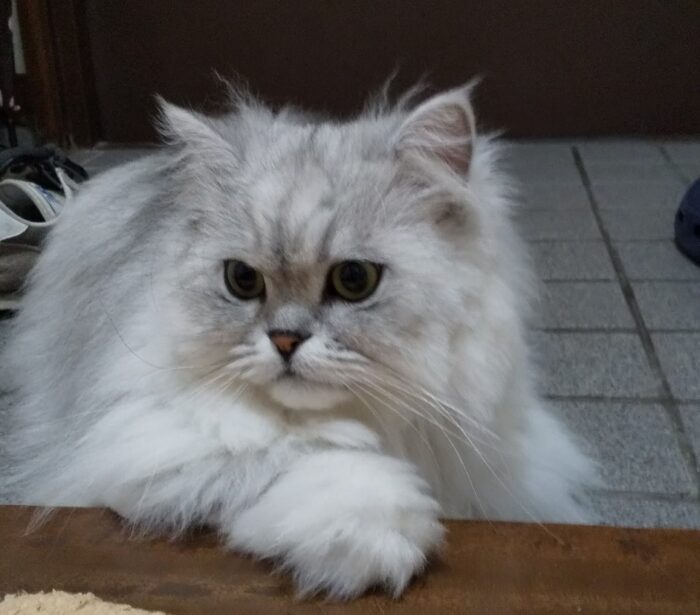 猫の手も借りたい日に、猫の手を借りた日