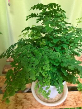 緑を探して